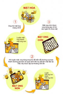 Quá trình luyện mật ong rừng