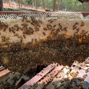 matong1