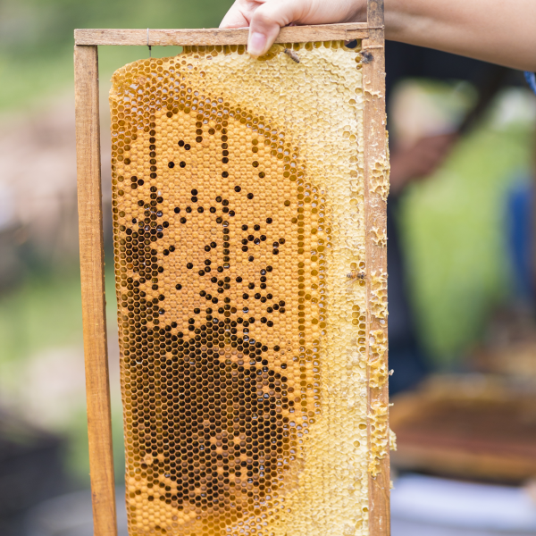 Cầu ong nuôi trên rừng sẽ cho mật ong rừng