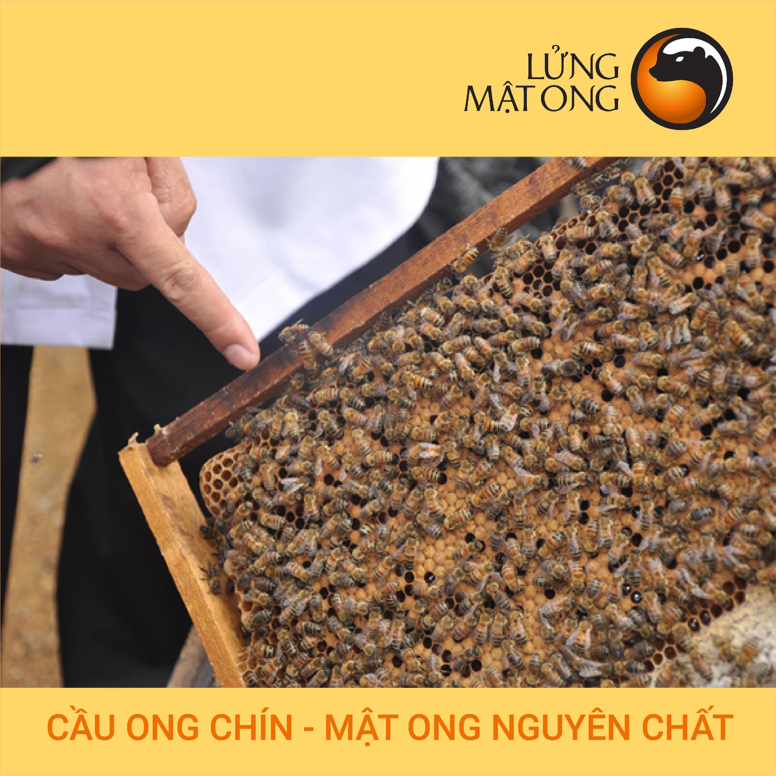 cau ong chin - to ong vit nap (1) hình ảnh sản phẩm mật ong hoa cao nguyên