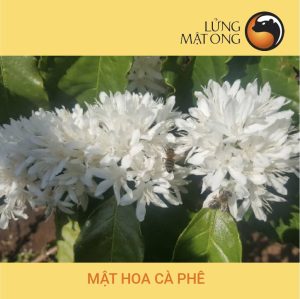 Ong hút mật hoa cà phê