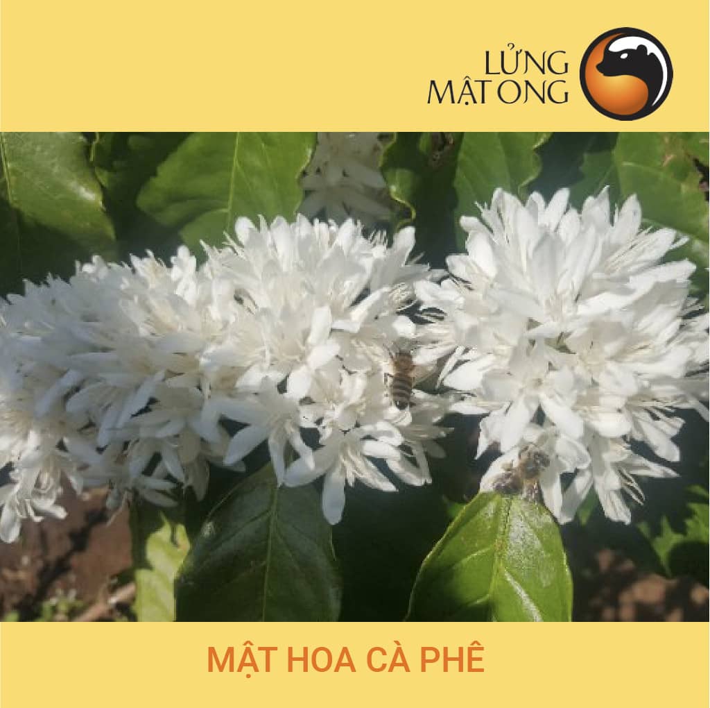 mật hoa cà phê (1) Ong hút mật hoa cà phê