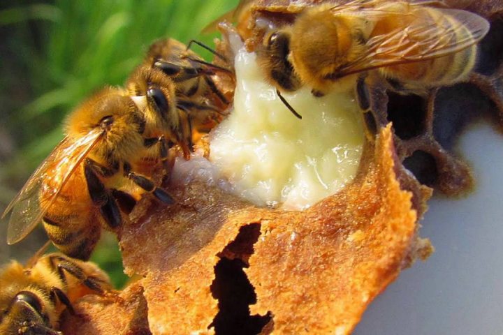 15 tác dụng thần kì của sữa ong chúa, cách sử dụng hiệu quả
