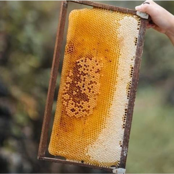 Mật ong rừng nguyên chất Hoa miền núi 100% Mật ong chín Honimore 990g