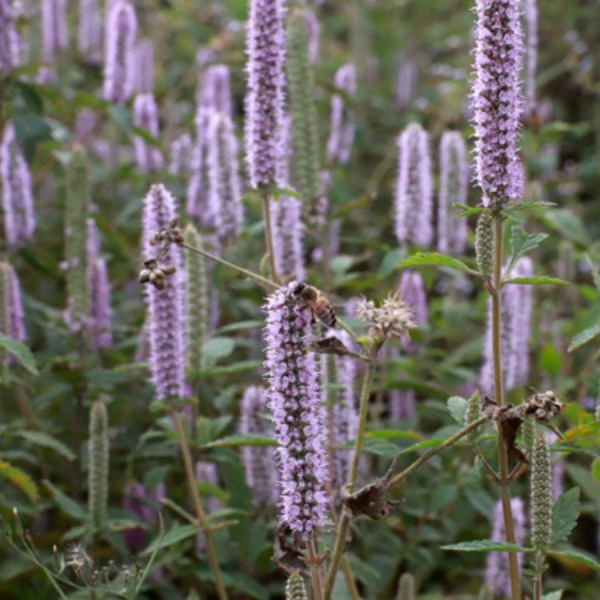 Combo Mật ong rừng Hoa Bạc Hà 500g - Xuyến Chi 500g Honimore -100% Mật ong chín