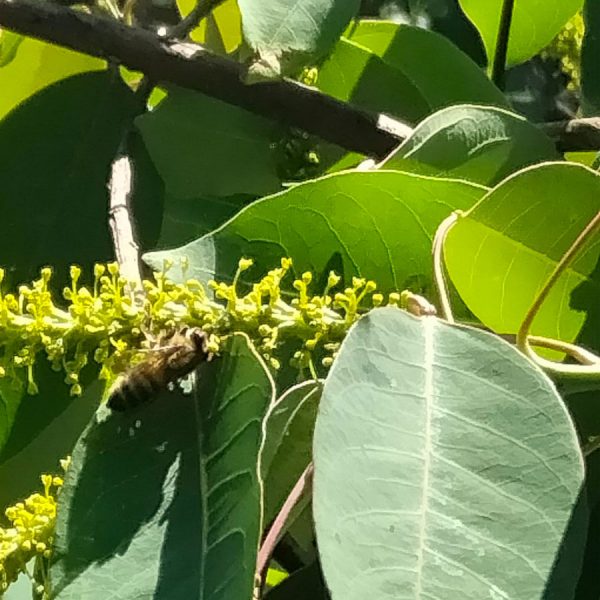 Mật ong nguyên chất Rừng Điện Biên tặng Mật ong rừng Nhiệt đới 2.86kg