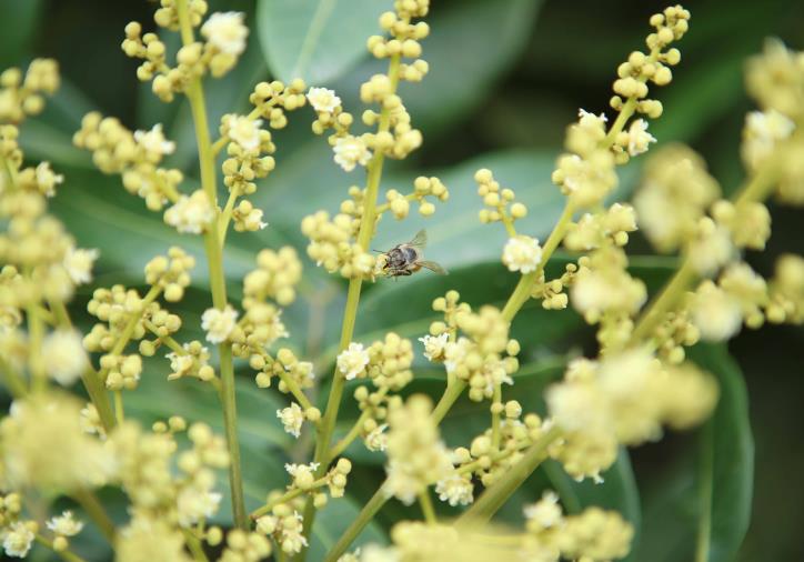 Mật ong rừng Hoa Nhãn Cổ Thụ Honimore 500g - 100% mật ong chín
