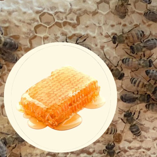 Mật ong nguyên chất Hoa Vải Thiều ngọt dịu 1,08kg mua 2 tặng 1