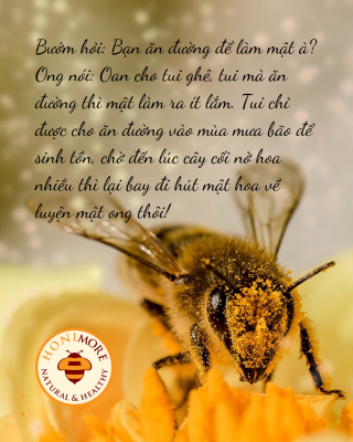 Nỗi oan cho ong ăn đường của người nuôi ong